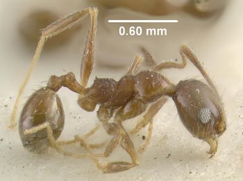 Media type: image;   Entomology 29034 Aspect: habitus lateral view